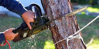 Best Tree Maintenance Programs  in Harrison, NJ