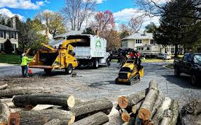 Best Root Management and Removal  in Harrison, NJ