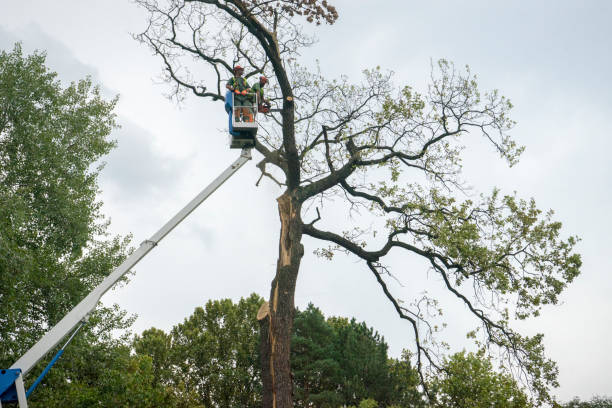 Best Seasonal Cleanup (Spring/Fall)  in Harrison, NJ