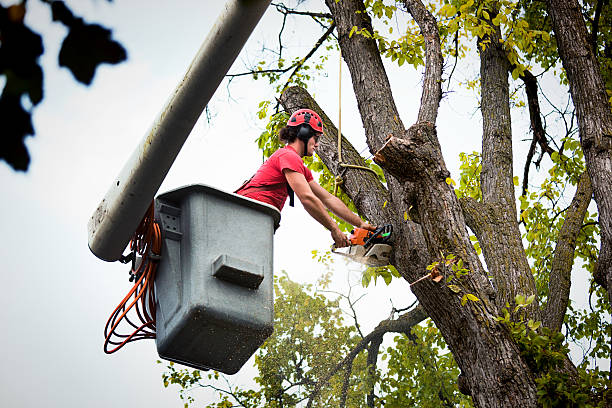 How Our Tree Care Process Works  in  Harrison, NJ